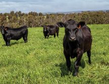 WeatherPro Prevent for lush pasture grazing